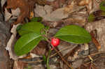 Eastern teaberry <BR>Wintergreen